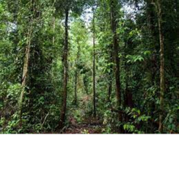 Tiger Forest/HOME