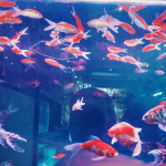 ocean lovers united