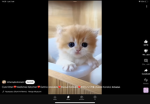 Gruppo che solo chi ama i cani e i gatti