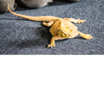 NO MORE RACISIM AGAINST LIZARDS AND CATS!!!!!