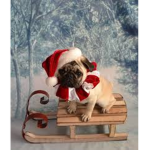 Pugs Holiday