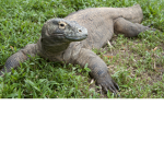Komodo dragon fan group