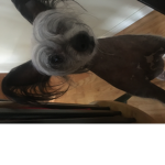 Bald dog Group