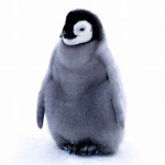 Penguin Dev
