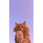 Cat Gaaang