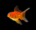 goldfish 4eva