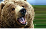 bears are beautiful