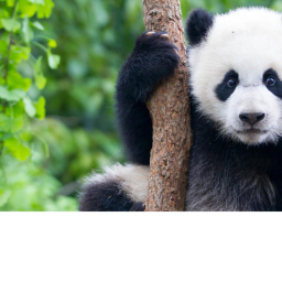 panda forest