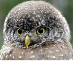 Owl Sqaud!!!!!!!!!!!!!!