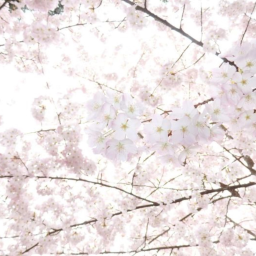 ✿