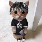 POP CAT :O