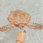 Turtle Team for Life