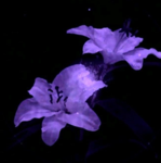 pretty in purples