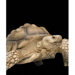 Turtles United (NEW)