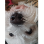 Chomiki chomikują