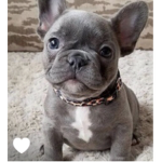 AestheticFrenchies