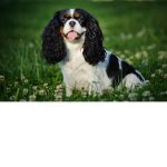 Puppy's forever