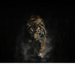 Tigers United.