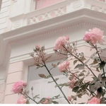 ~Aesthetic~Roses~