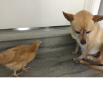 Chicky noris friend group
