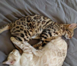 NYLAH GROUP123