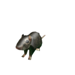 hangout rat group