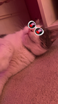 Winter the cat