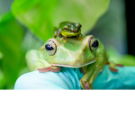 Frog+bunny group