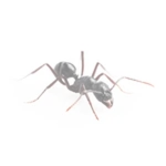 Ant 5 if it was transparent