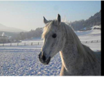 Bright stable