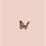 beautiful butterfliess