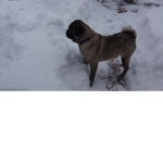 Snow ####!