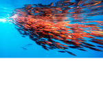 The God Squids