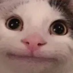 Meme UGC