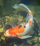 A glint of the koi fish