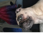 NOva pug