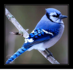 Blue Jay Clothing Store