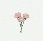 bows and roses