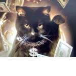 Rich Kittens and Cats