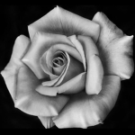 {Silver Rose}