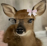 Säfarï Squäd