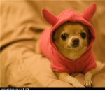 devil puppys