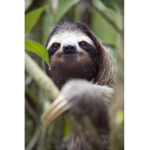 SLOTH Head quarters