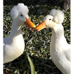 Ducklings! <3