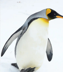 The penguin kingss