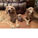 Golden Retrievers United