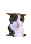 Pappaloosh Gaming Fans group