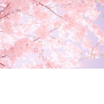 *~*Cherry Blossoms*~*