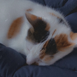 JellyBean's Fans Group