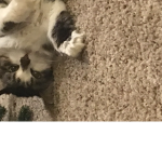 The wonderful cat group